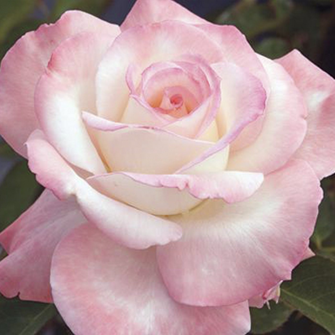 Secret™ Hybrid Tea Rose #3