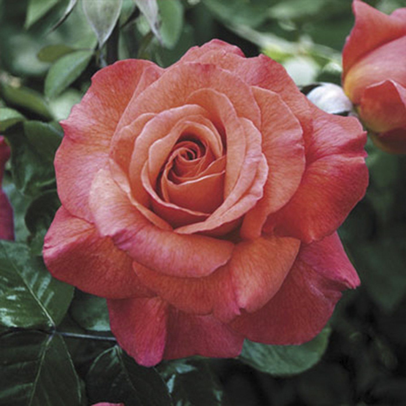 Sedona® Hybrid Tea Rose #3