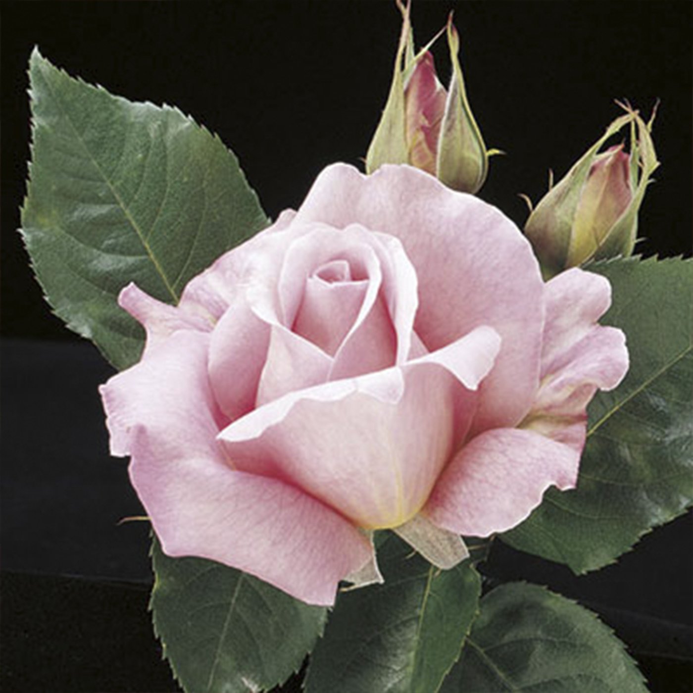 Tiffany Hybrid Tea Rose #3