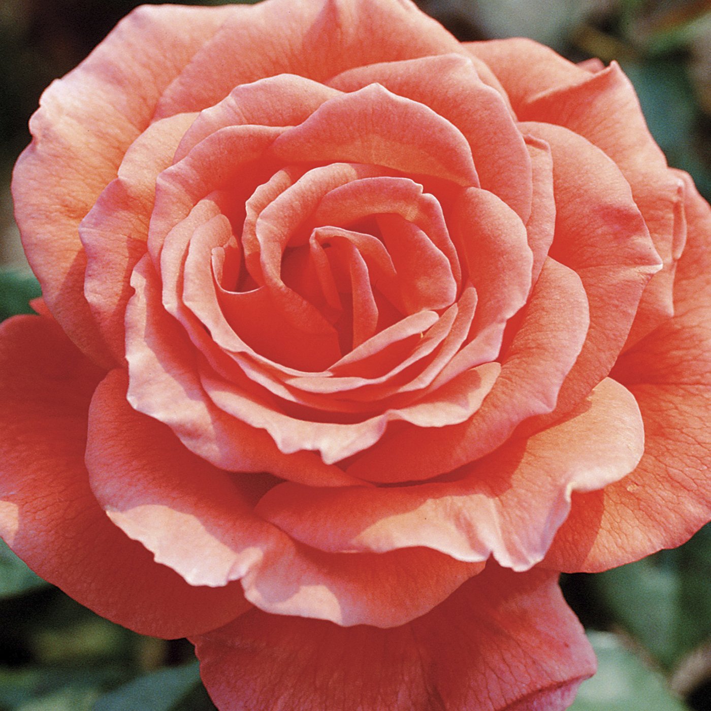 Tropicana Hybrid Tea Rose #3