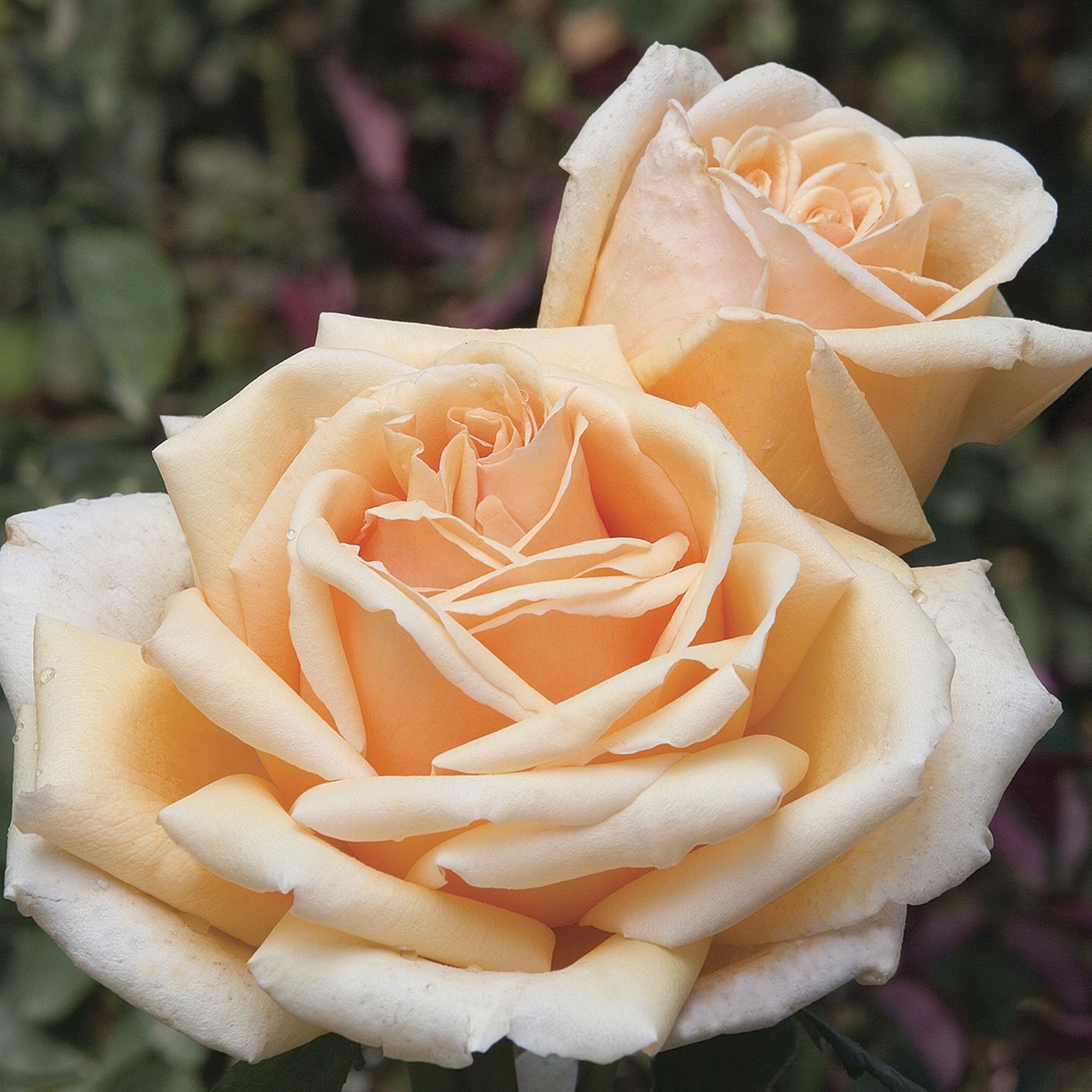Valencia Hybrid Tea Rose #3