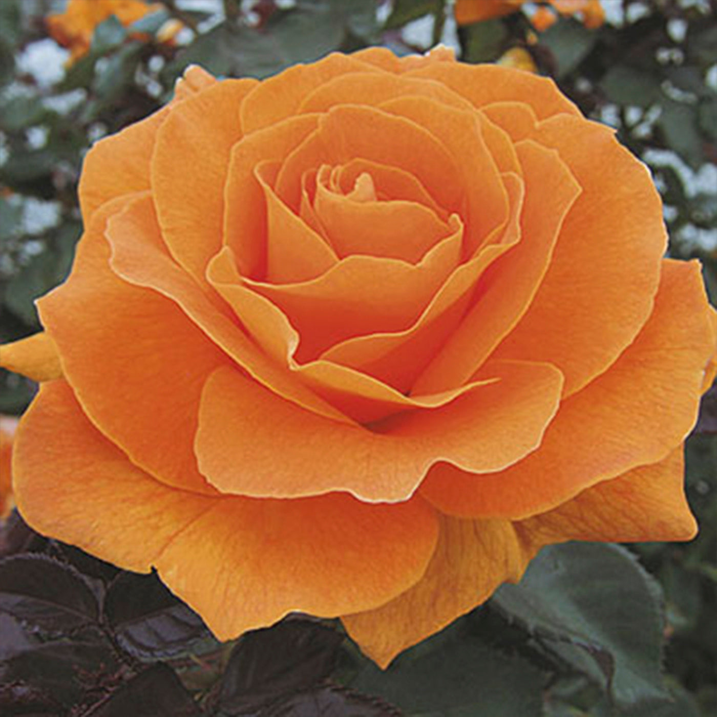 Vavoom™ Floribunda Rose #3