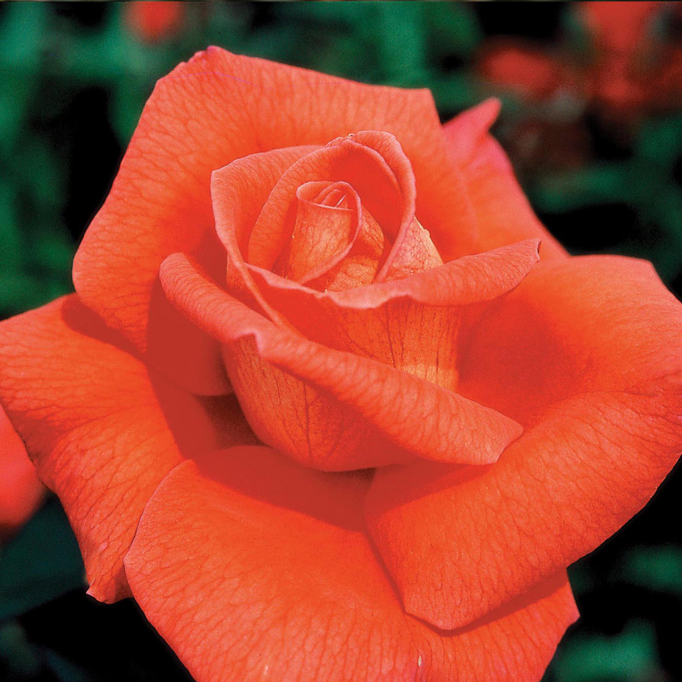 Voodoo Hybrid Tea Rose #3