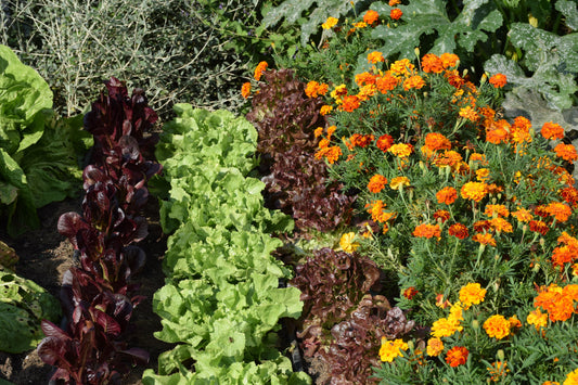 Garden Smarter with Companion Plants