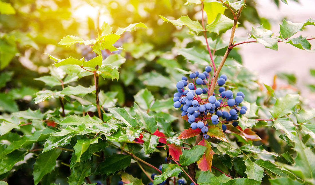 Oregon's State Flower – PNW Native Spotlight
