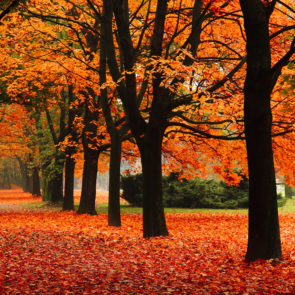 Deciduous – Farmington Gardens