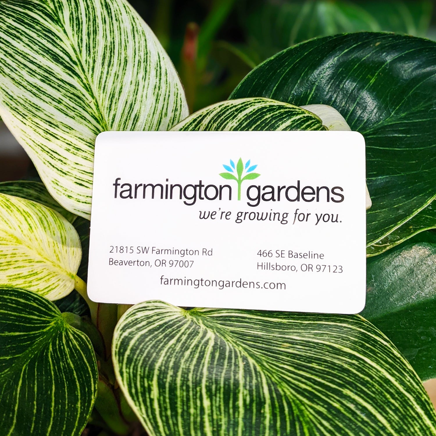 Farmington Gardens Gift Card on a green houseplant.