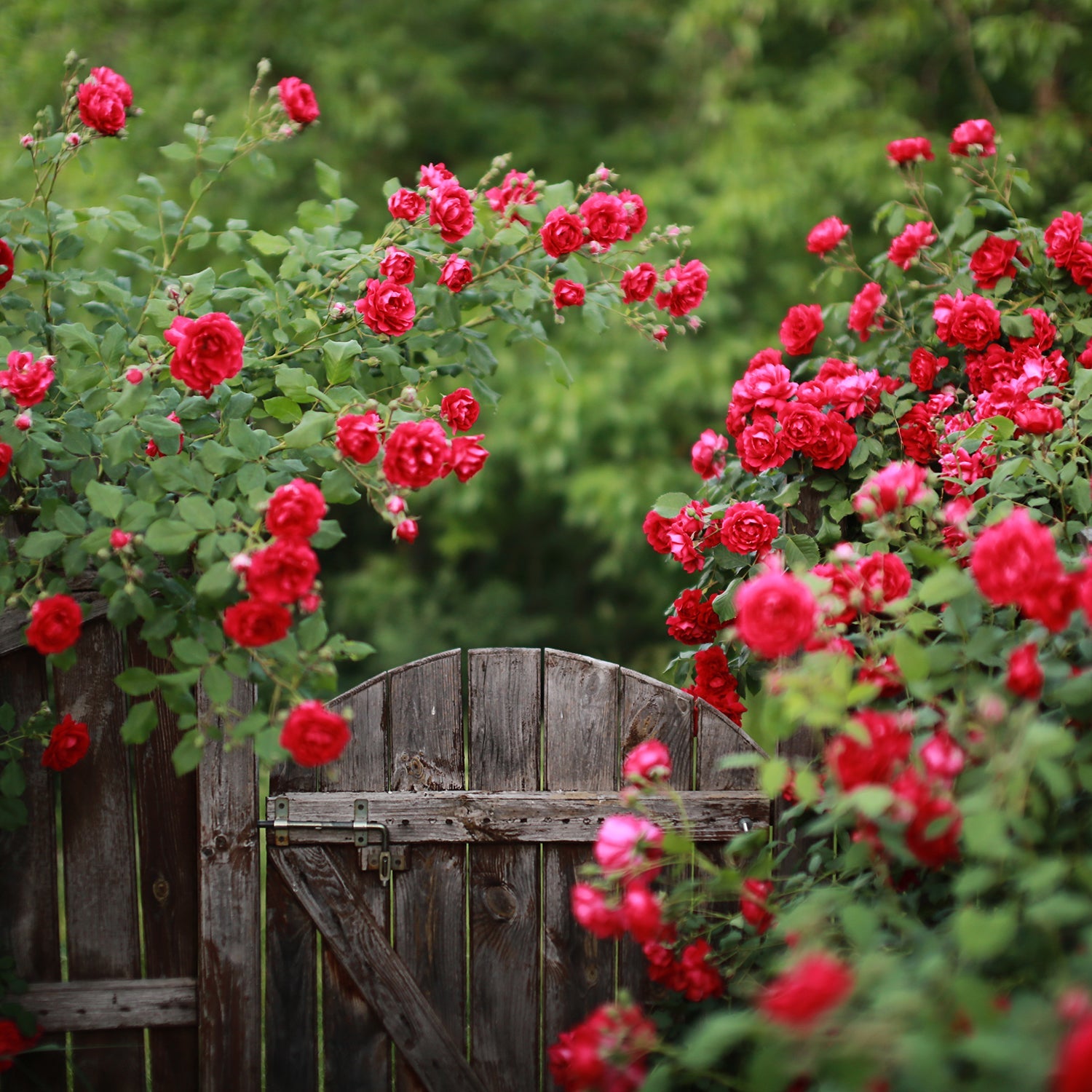 Garden center for perennials, trees, shrubs, bulk soil, and floral ...