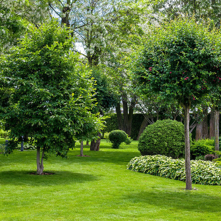 Shop-Trees – Farmington Gardens
