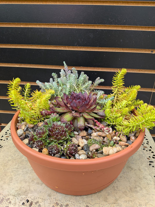 Succulent Planter Workshop 6/20 @10:30AM