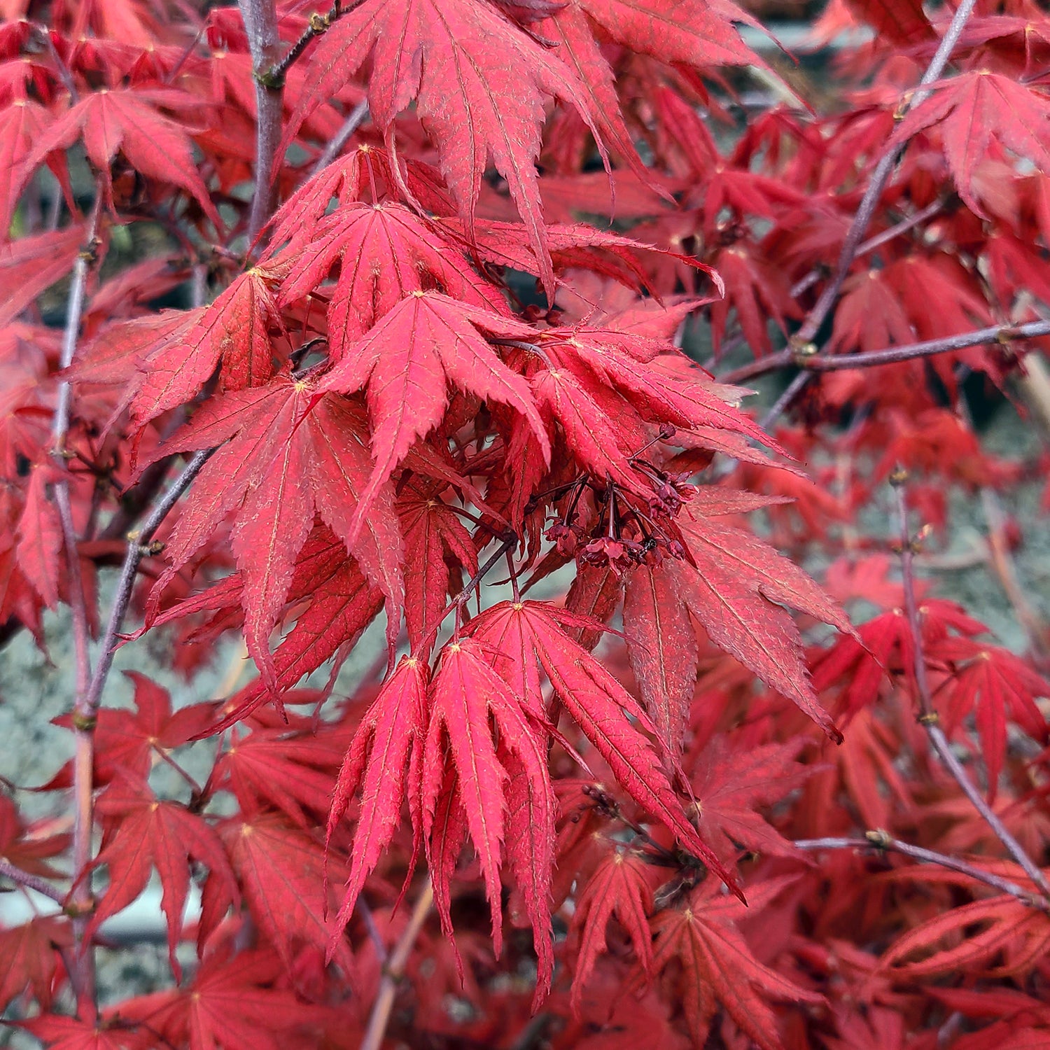 ザ・メープル Maple Trees – Farmington Gardens