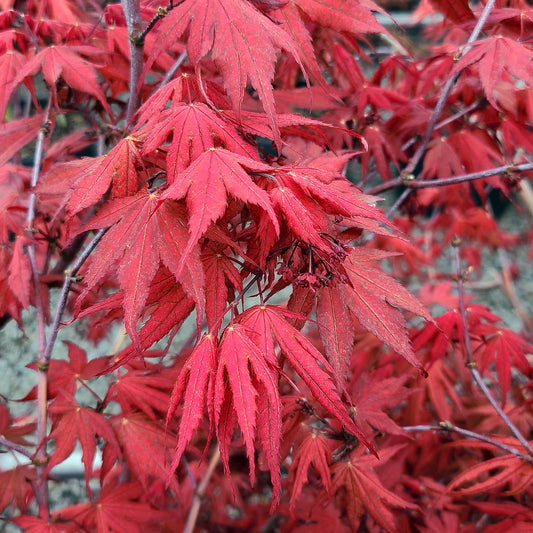 Acer 'Olsen's Frosted Strawberry' - 1 gallon