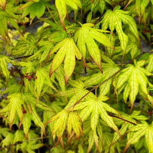 Acer 'Peaches and Cream' - 10 gallon