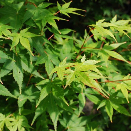Maple Trees – Farmington Gardens