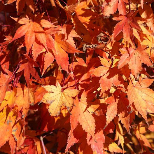 Maple Trees – Farmington Gardens