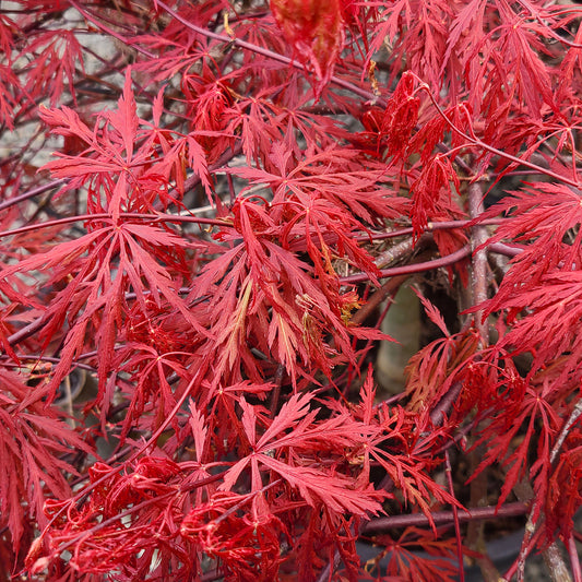 Acer 'Orangeola' - 1 gallon