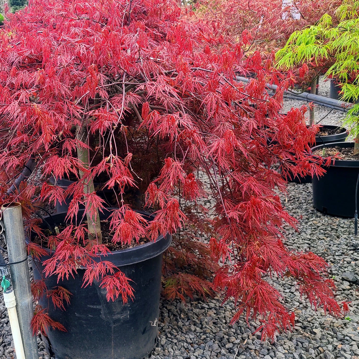 Maple Trees – Farmington Gardens
