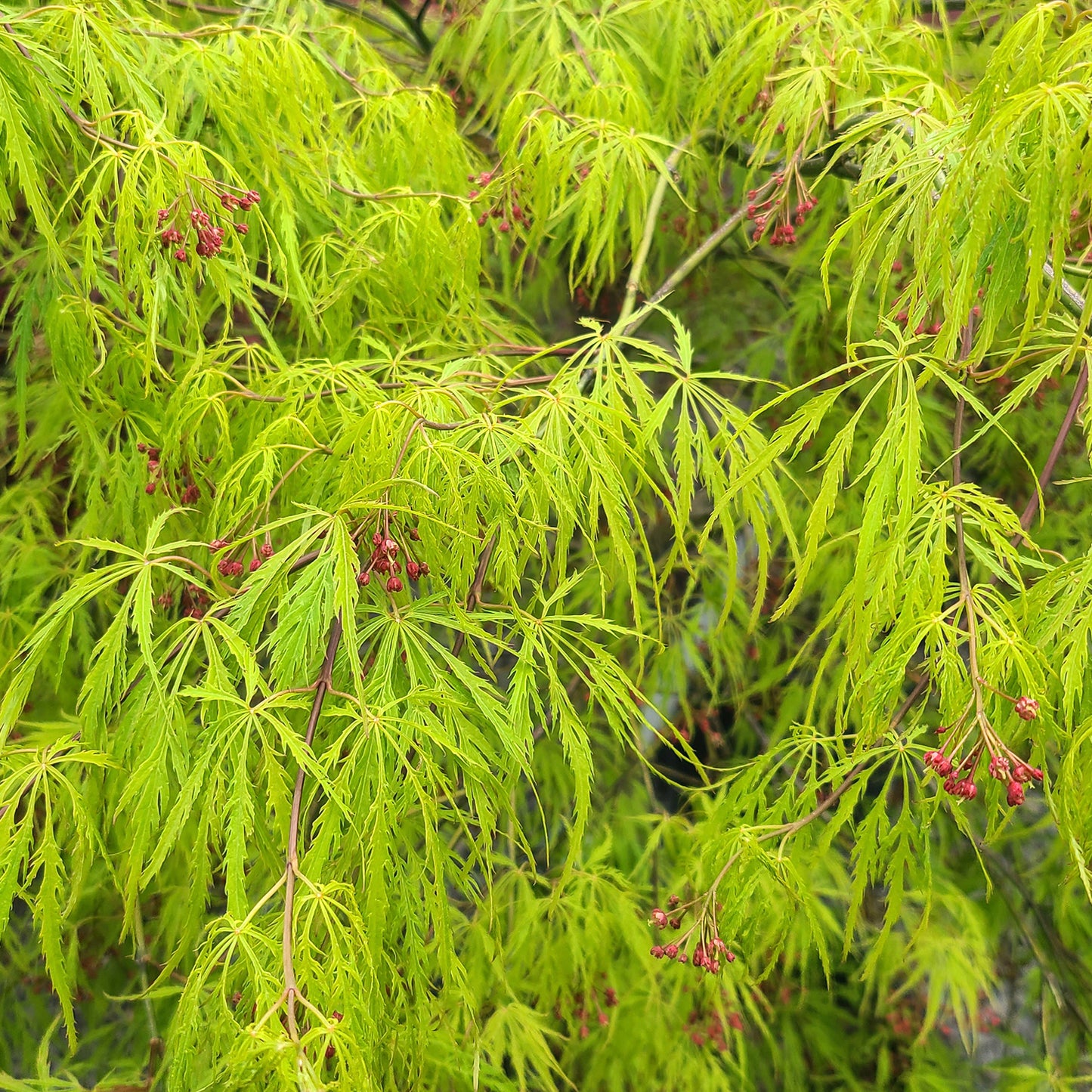 Acer 'Viridis' - 1 gallon