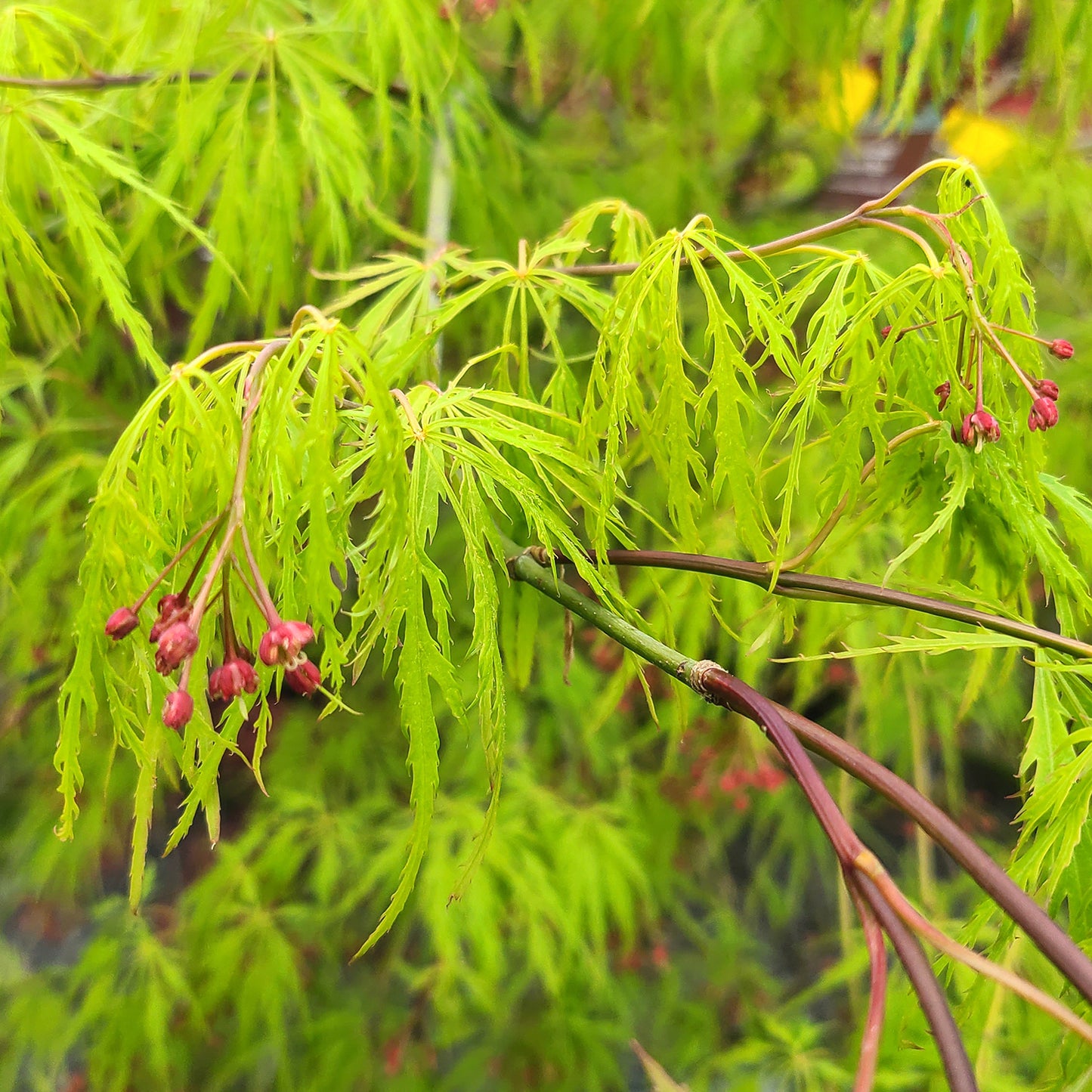 Acer 'Viridis' - 1 gallon