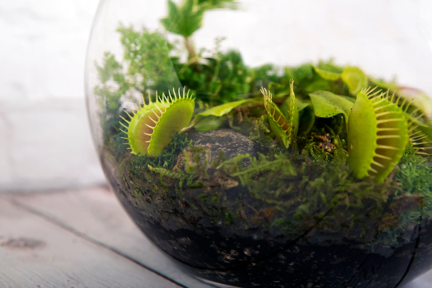 Carnivorous Terrarium 8/29 @10am