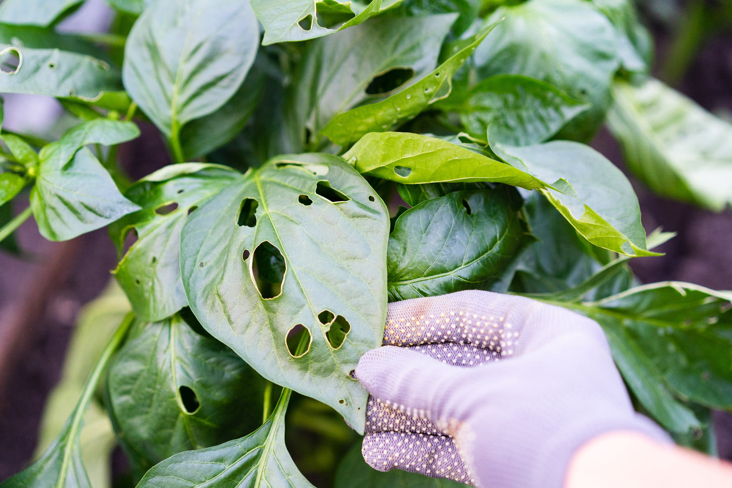 Class Workshop Gardening with pests 7/19 @11