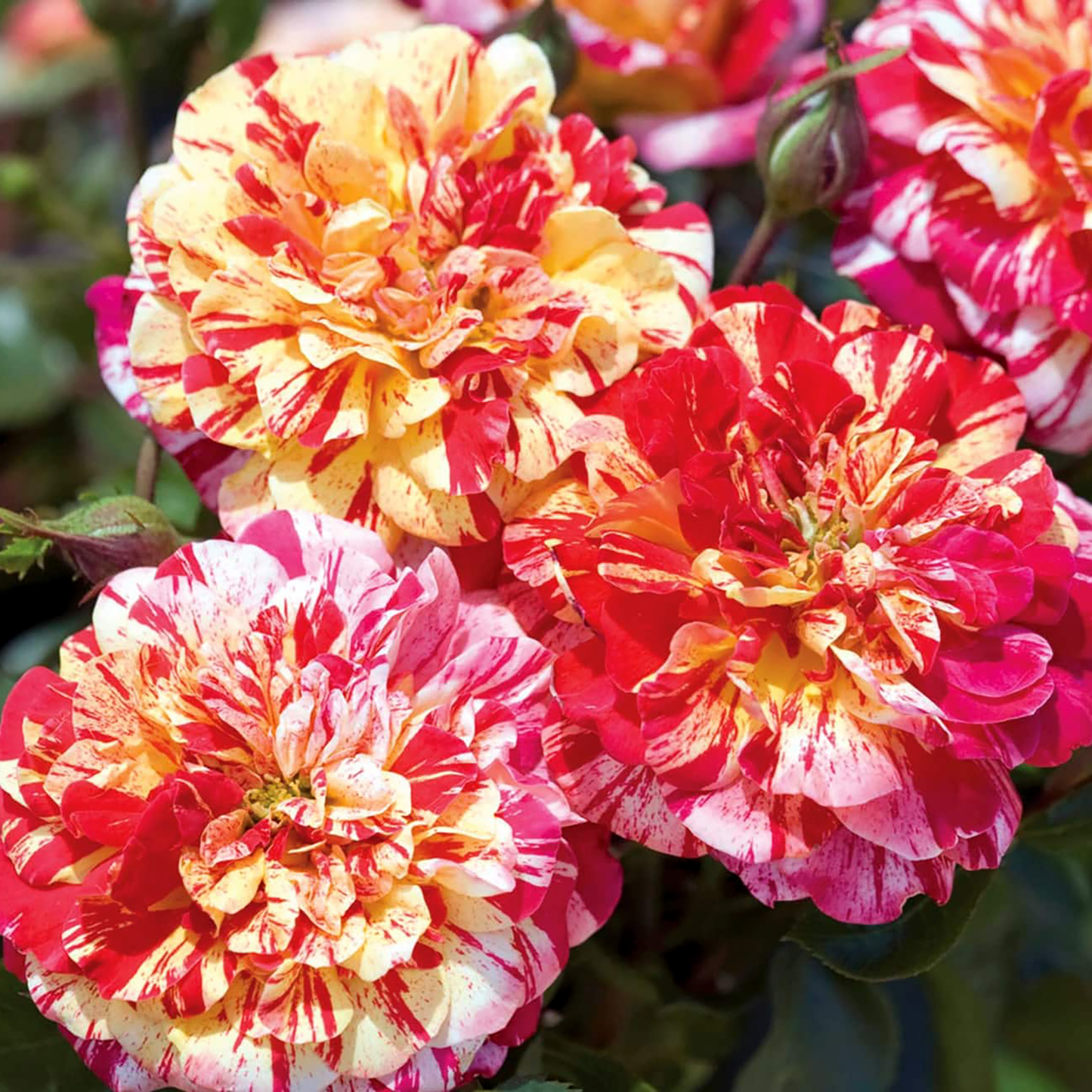 Rosa 'All American Magic' GR - 3 gallon