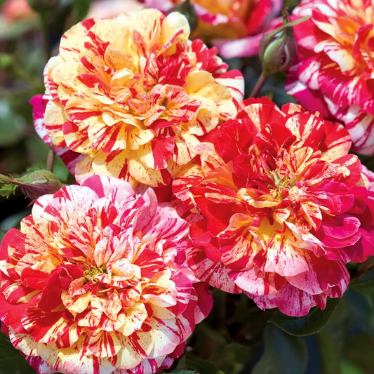 Rosa 'All American Magic' GR - 3 gallon