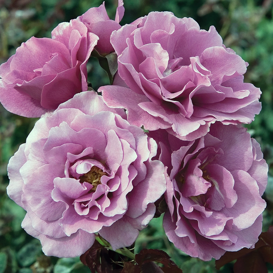 Rosa 'Angel Face' FL - 3 gallon