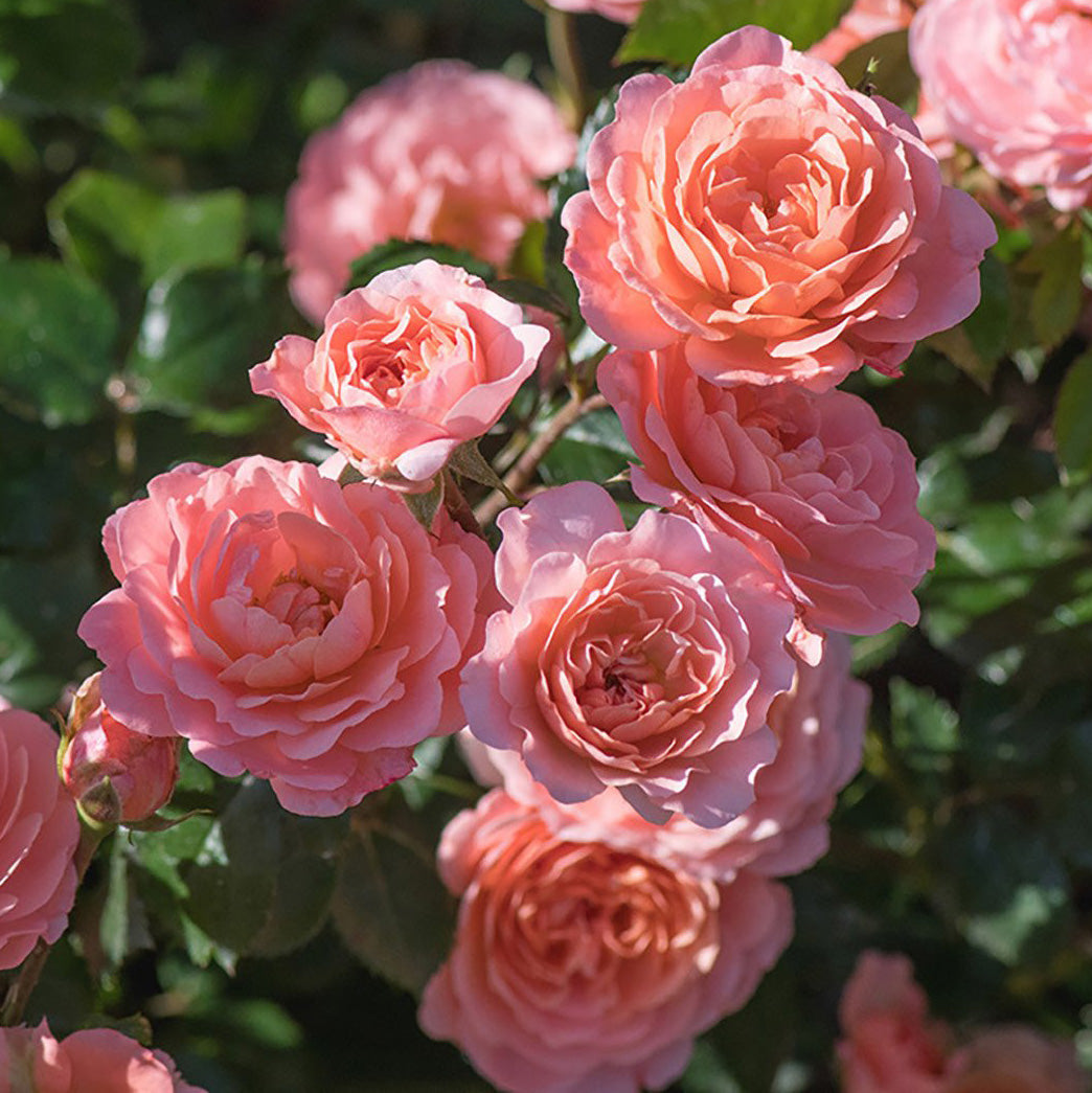 Rosa 'Apricot Drift' GC - 3 gallon