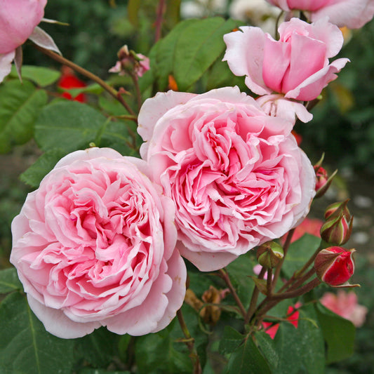 Arborose® Kiss Me Kate™ Climbing Rose #3