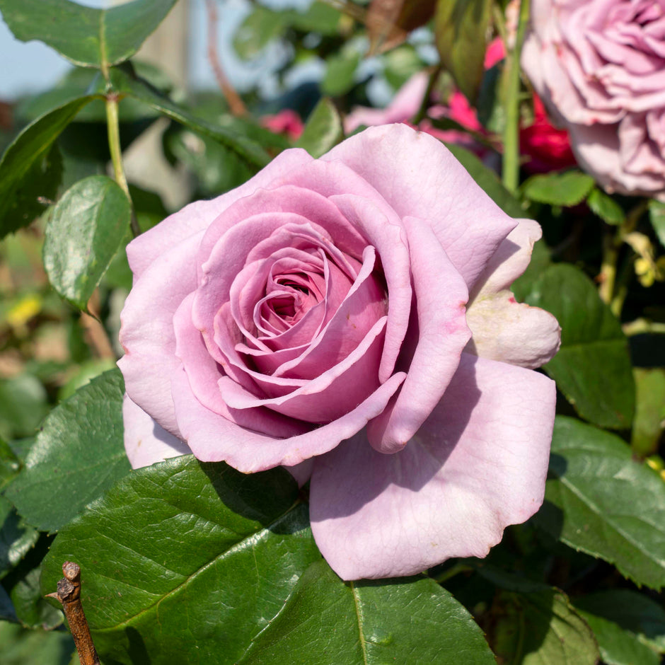 Arborose Roses Roses – Farmington Gardens