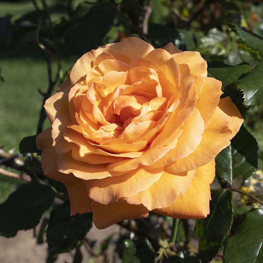 Rosa 'Arborose Tangerine Skies' CL - 3 gallon