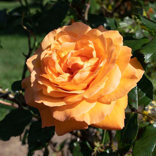 Rosa 'Arborose Tangerine Skies' CL - 3 gallon