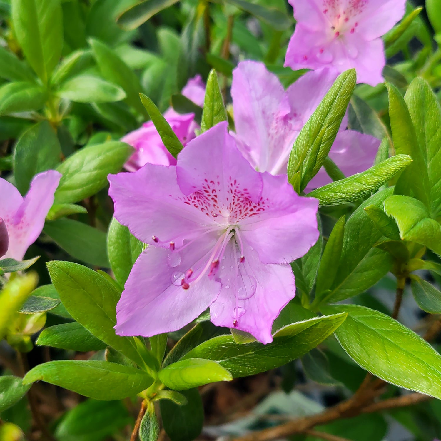 Azalea 'Compacta' - 3 gallon – Farmington Gardens