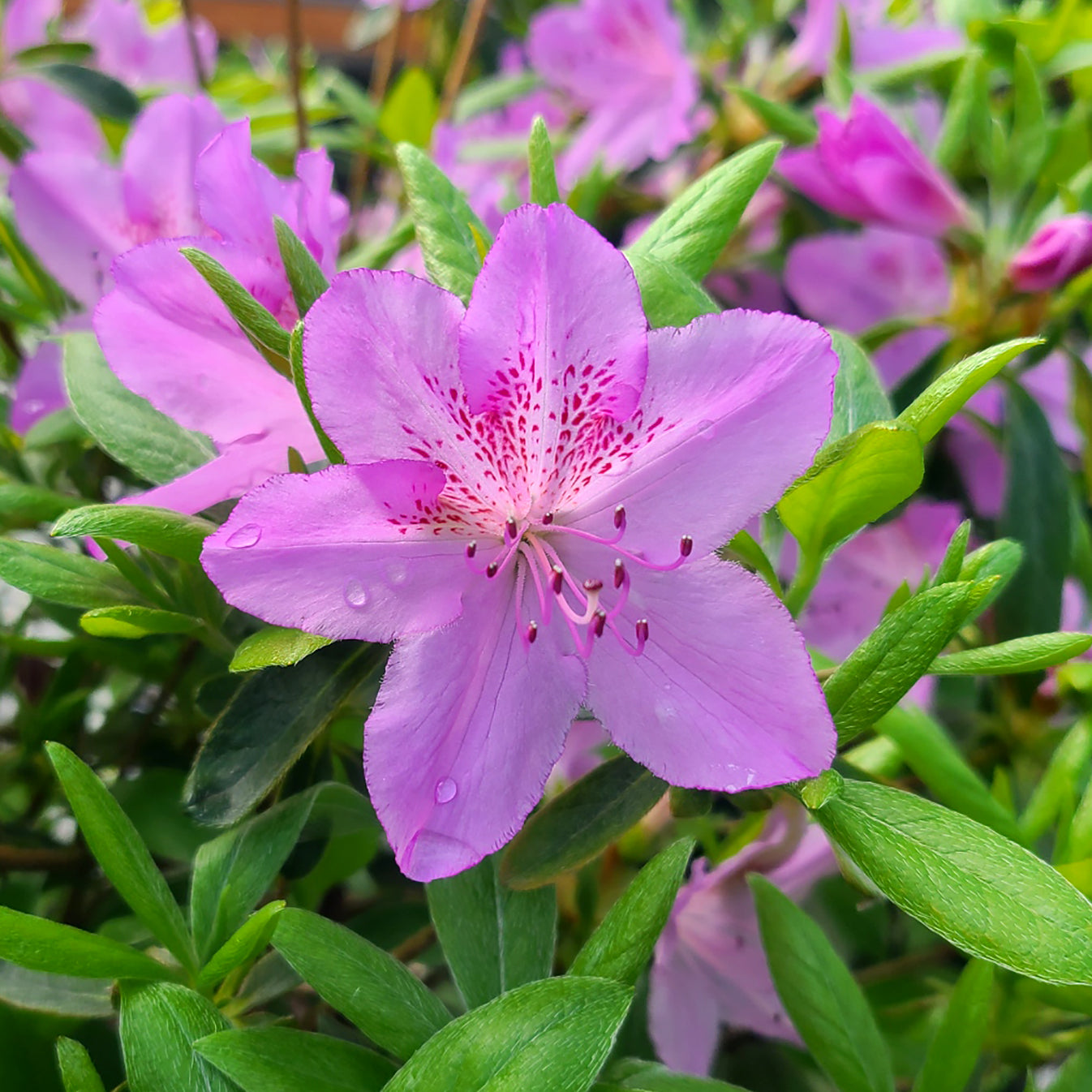Azalea 'Compacta' - 3 gallon