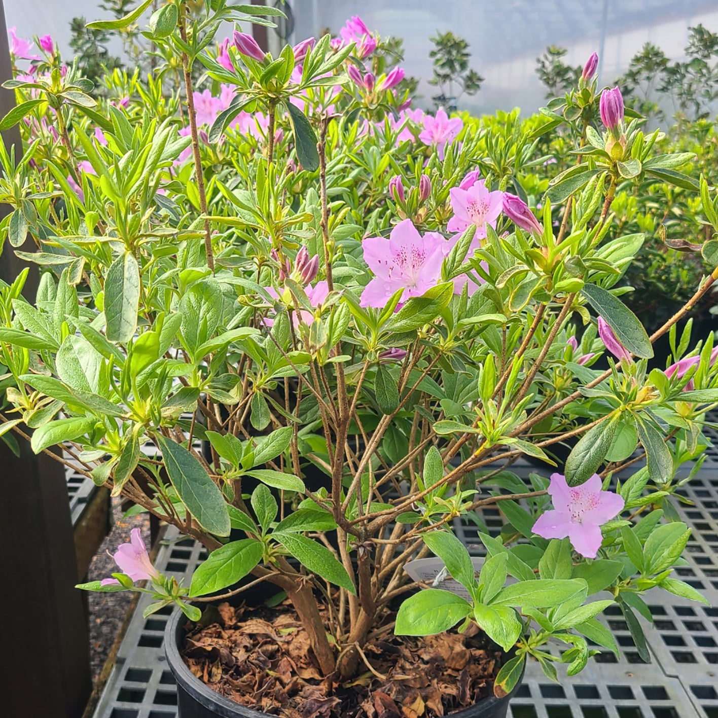 Azalea 'Compacta' - 3 gallon