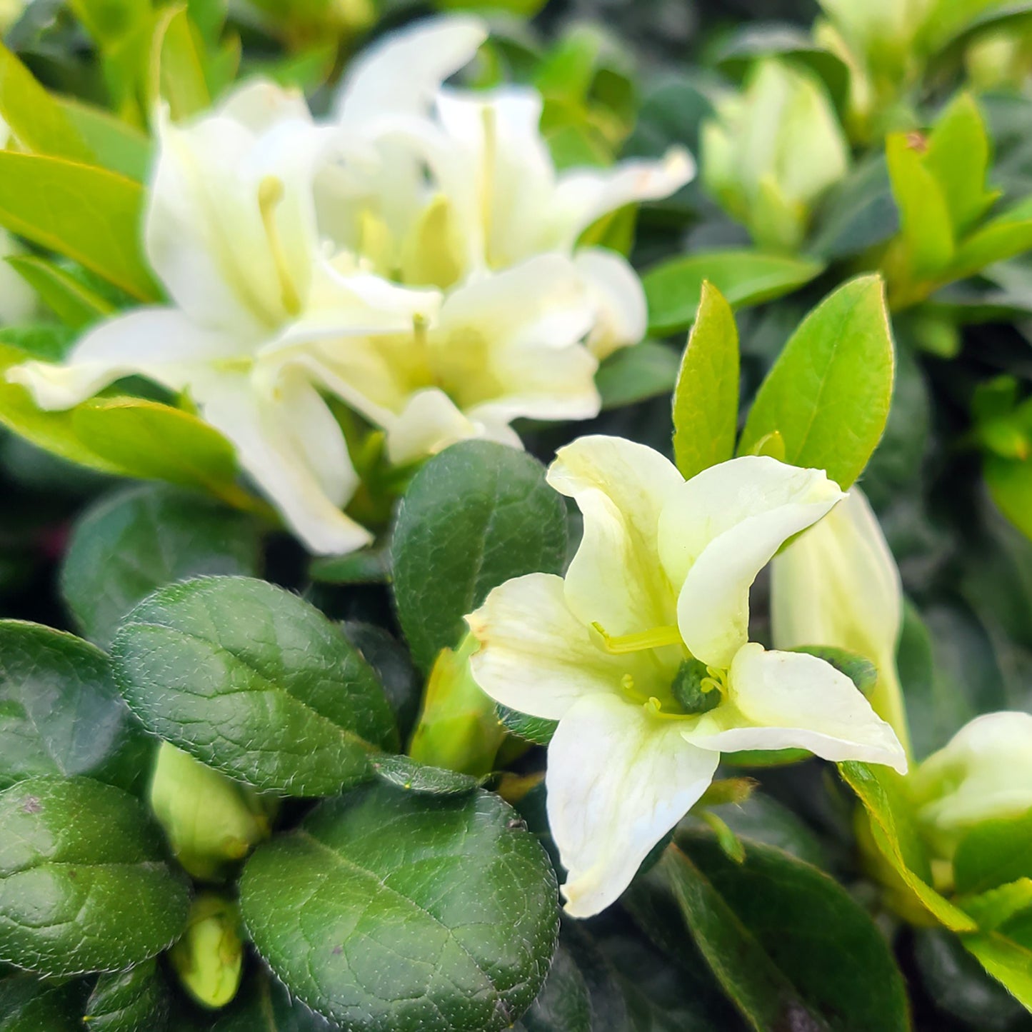 Azalea Encore 'Autumn Dove' - 3 gallon