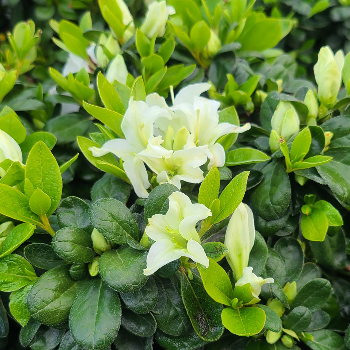 Azalea Encore 'Autumn Dove' - 3 gallon