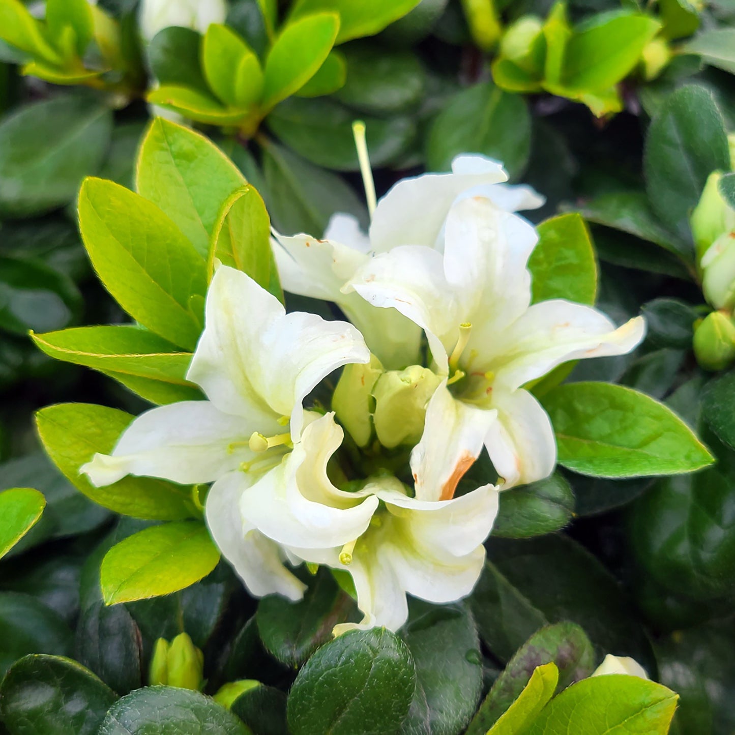 Azalea Encore 'Autumn Dove' - 3 gallon