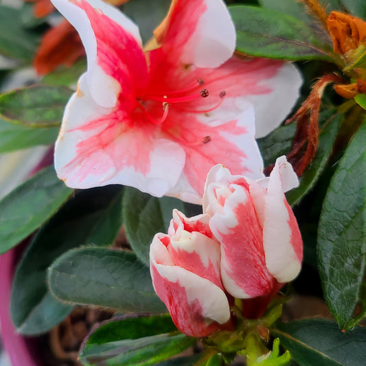 Azalea Encore 'Autumn Starburst' - 3 gallon
