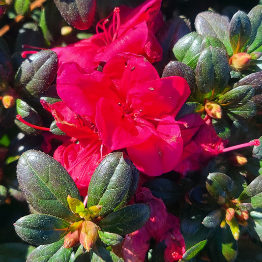Azalea 'Cherry Drops' - 1 gallon