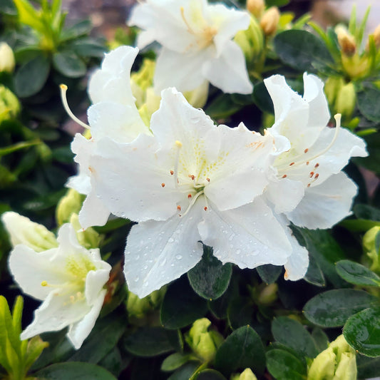 Azalea 'Hino-White Dwarf' - 1 gallon