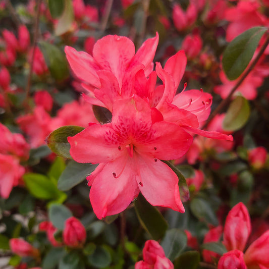 Azalea 'Louise Gable' - 3 gallon