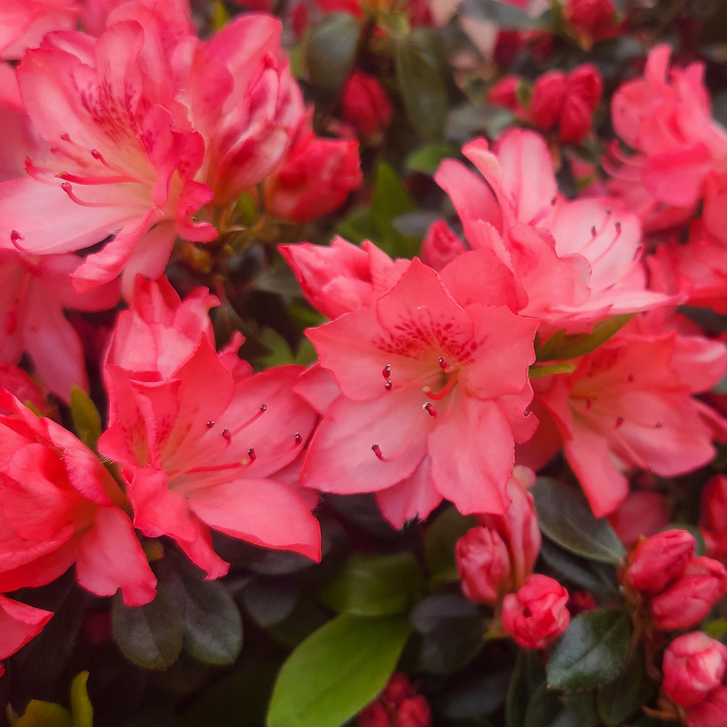 Azalea 'Louise Gable' - 1 gallon