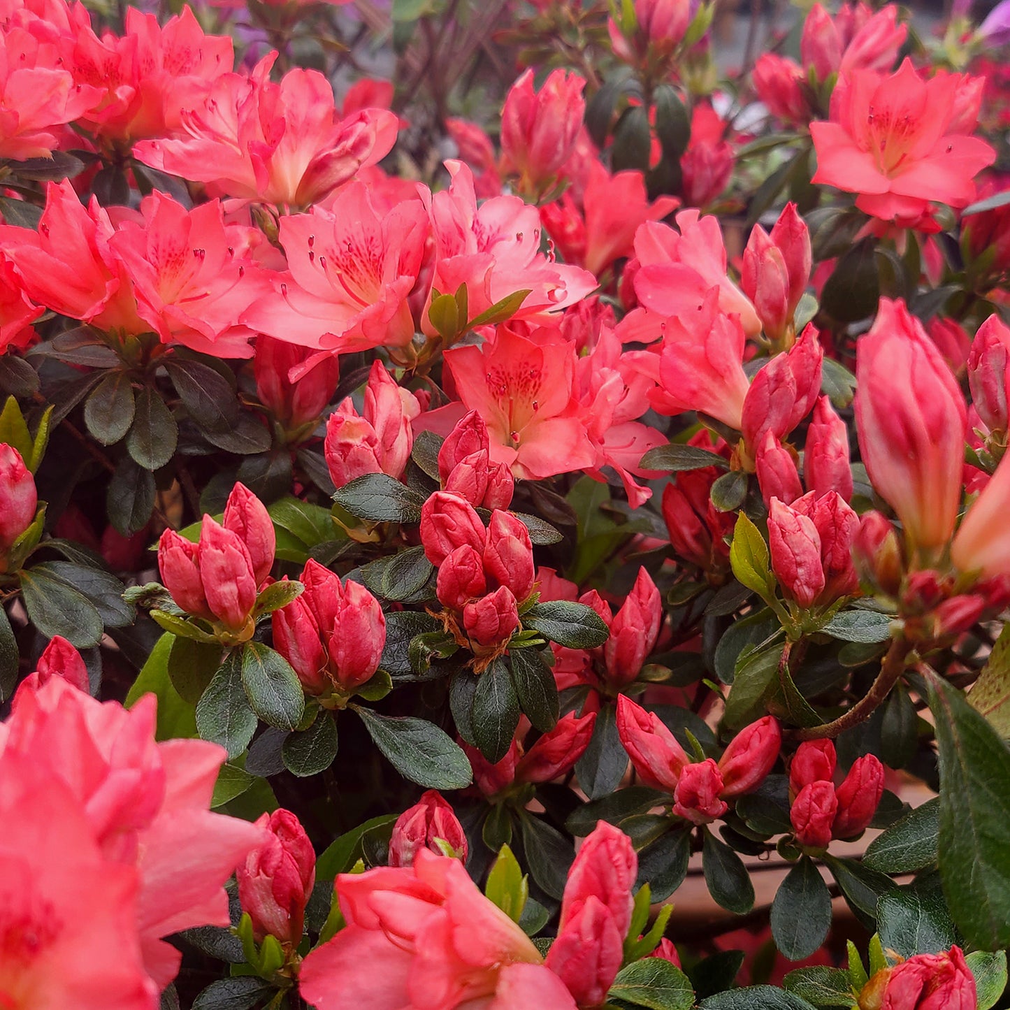 Azalea 'Louise Gable' - 1 gallon