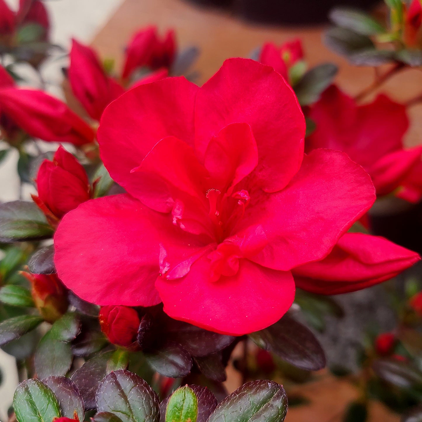 Azalea 'Mother's Day' - 2 gallon
