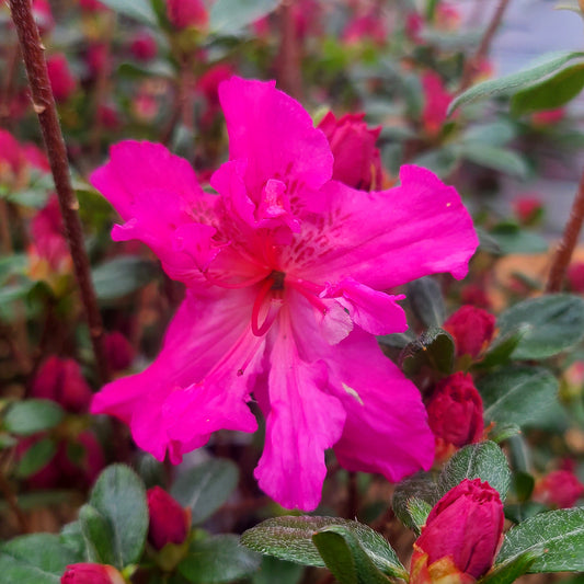 Azalea 'Petticoat' - 2 gallon