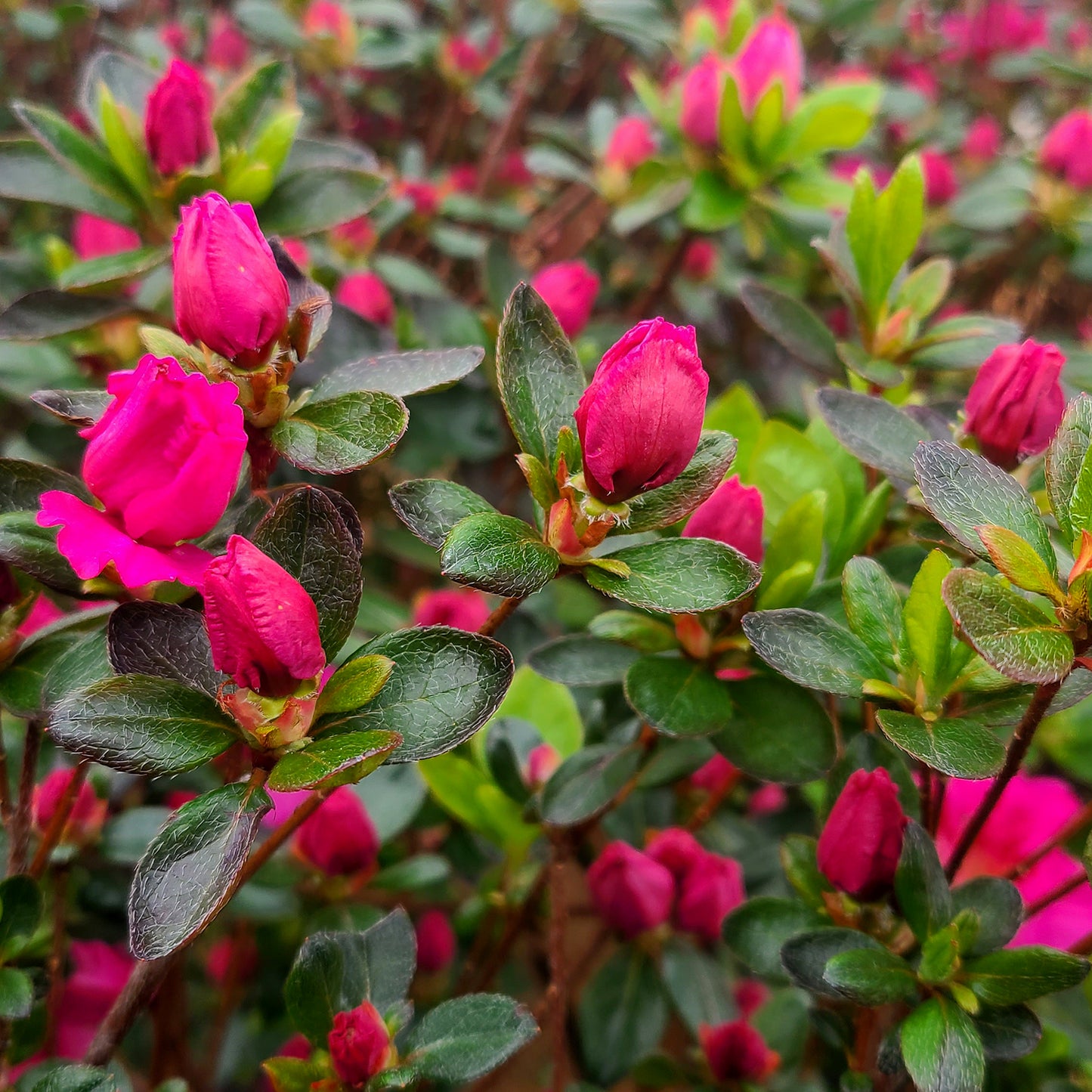 Azalea 'Petticoat' - 2 gallon