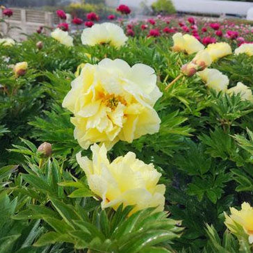 Paeonia 'Bartzella' - 3 gallon