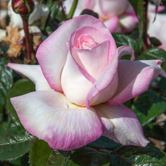 Best Kept Secret™ Hybrid Tea Rose #3